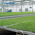 Seedling Bench Used for Agriculture Growing Technology